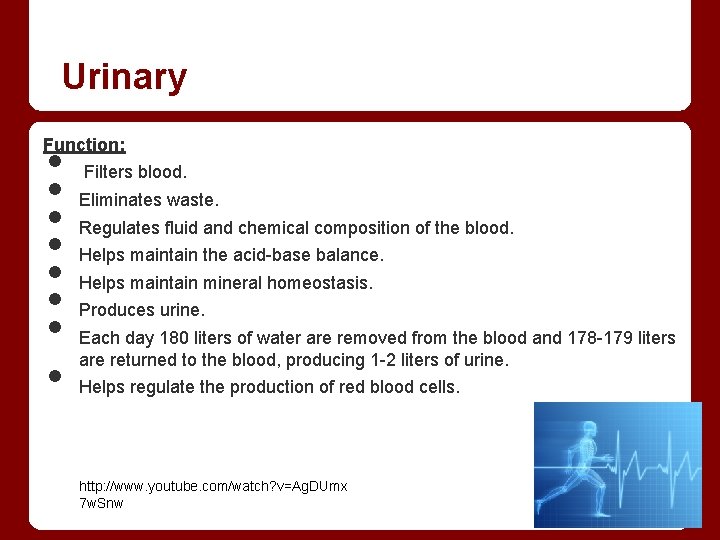 Urinary • • Function: Filters blood. Eliminates waste. Regulates fluid and chemical composition of