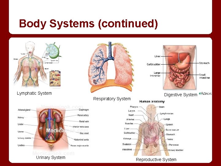 Body Systems (continued) Lymphatic System Respiratory System Urinary System Digestive System Reproductive System 