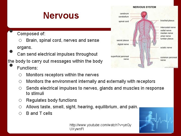 Nervous • • • Composed of: o Brain, spinal cord, nerves and sense organs.