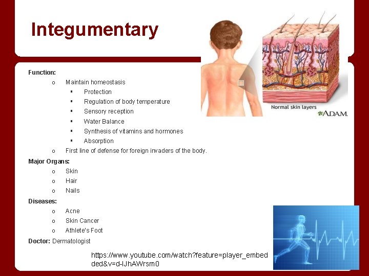 Integumentary Function: o o Maintain homeostasis § Protection § Regulation of body temperature §