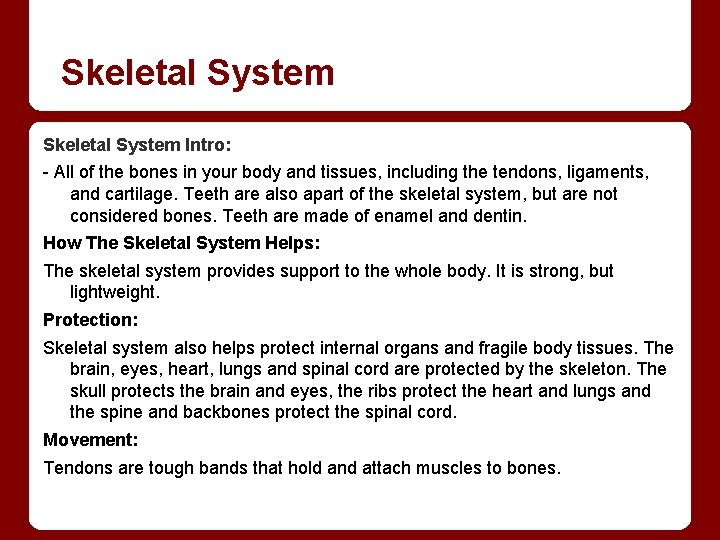 Skeletal System Intro: - All of the bones in your body and tissues, including