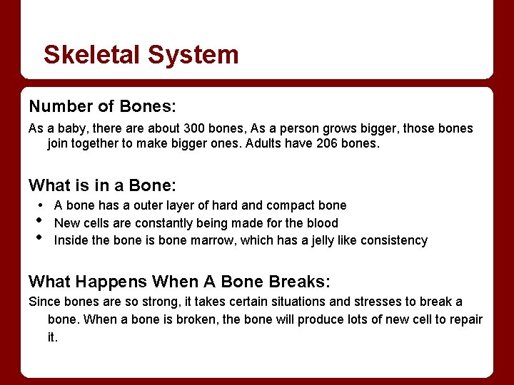 Skeletal System Number of Bones: As a baby, there about 300 bones, As a