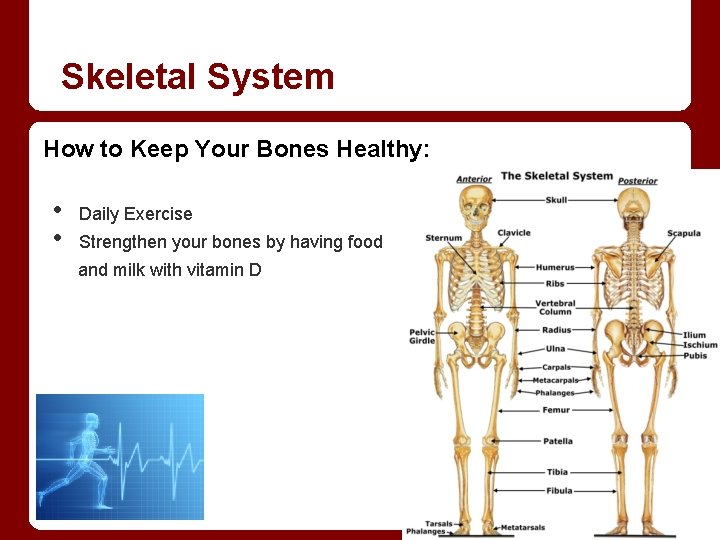 Skeletal System How to Keep Your Bones Healthy: • • Daily Exercise Strengthen your