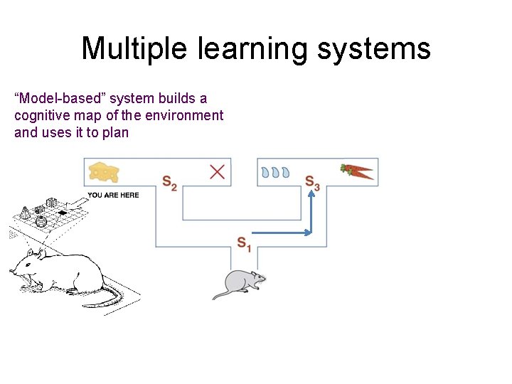 Multiple learning systems “Model-based” system builds a cognitive map of the environment and uses