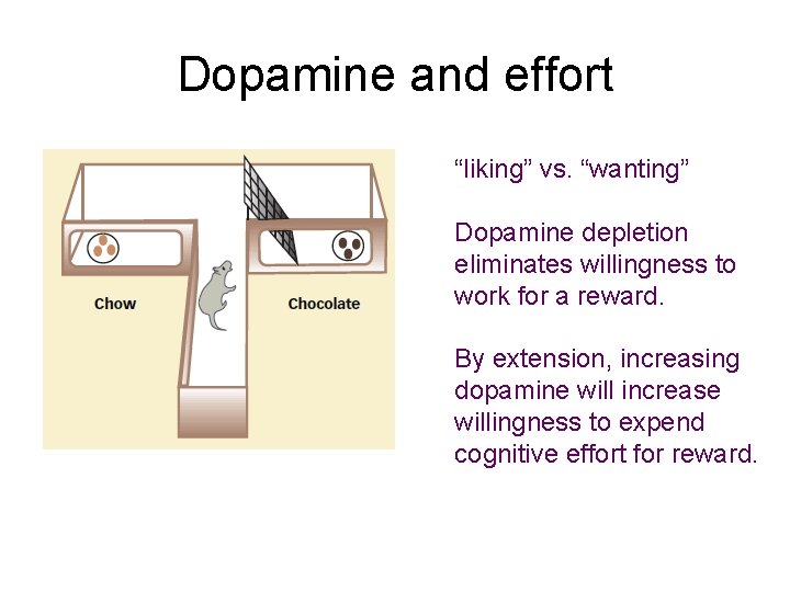 Dopamine and effort “liking” vs. “wanting” Dopamine depletion eliminates willingness to work for a