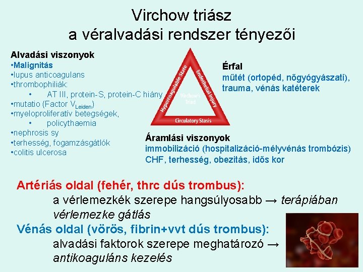 Virchow triász a véralvadási rendszer tényezői Alvadási viszonyok • Malignitás Érfal • lupus anticoagulans