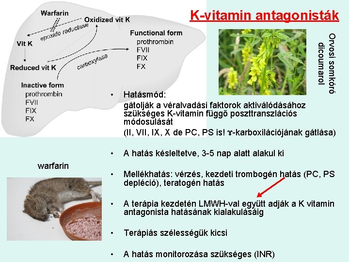 K-vitamin antagonisták Orvosi somkóró dicoumarol warfarin • Hatásmód: gátolják a véralvadási faktorok aktiválódásához szükséges