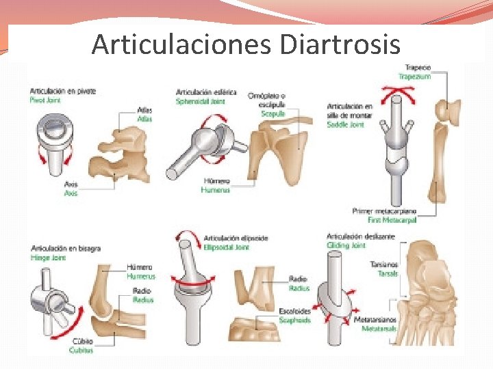 Articulaciones Diartrosis 