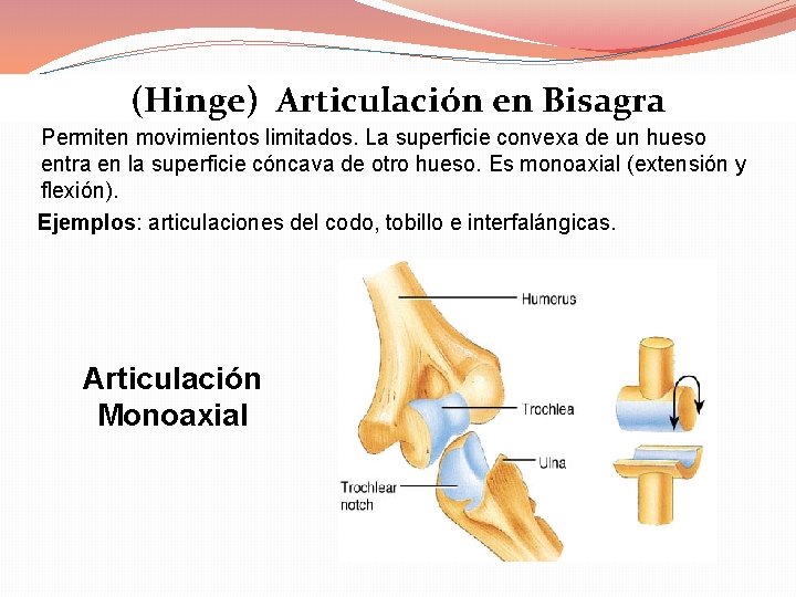 (Hinge) Articulación en Bisagra Permiten movimientos limitados. La superficie convexa de un hueso entra