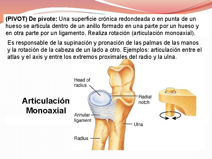 (PIVOT) De pivote: Una superficie crónica redondeada o en punta de un hueso se