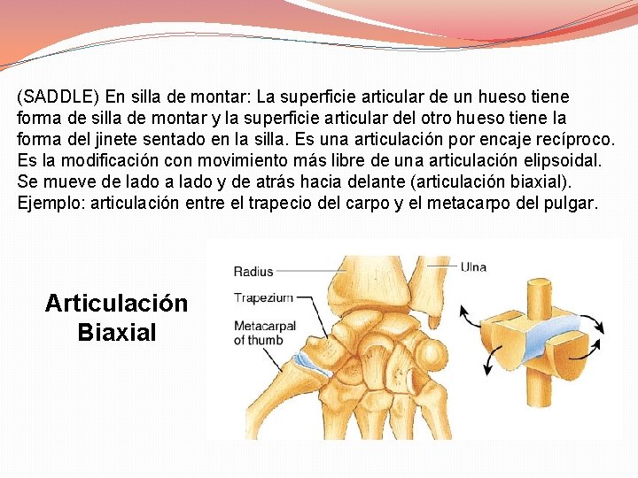 (SADDLE) En silla de montar: La superficie articular de un hueso tiene forma de