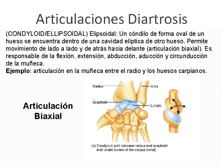 Articulaciones Diartrosis (CONDYLOID/ELLIPSOIDAL) Elipsoidal: Un cóndilo de forma oval de un hueso se encuentra