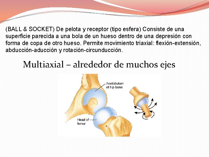 (BALL & SOCKET) De pelota y receptor (tipo esfera) Consiste de una superficie parecida