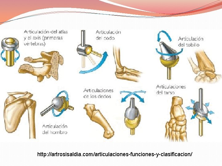 http: //artrosisaldia. com/articulaciones-funciones-y-clasificacion/ 
