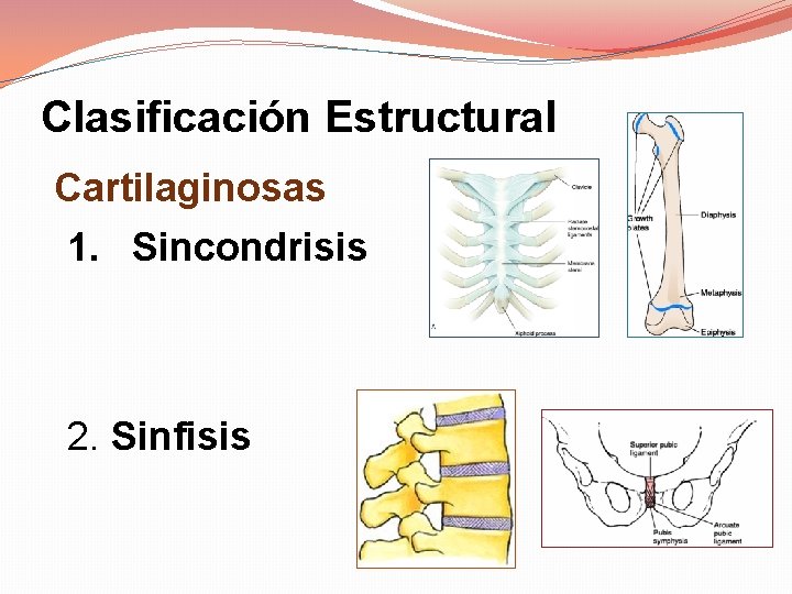 Clasificación Estructural Cartilaginosas 1. Sincondrisis 2. Sinfisis 