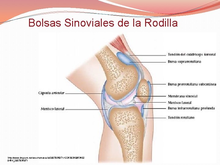 Bolsas Sinoviales de la Rodilla http: //www. imgrum. net/user/tumusculo/2907835971/122639260953602 9464_2907835971 