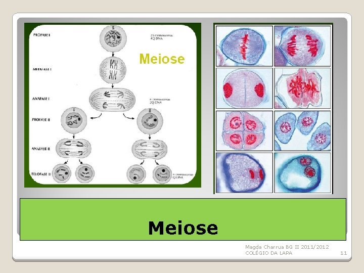 Meiose Magda Charrua BG II 2011/2012 COLÉGIO DA LAPA 11 
