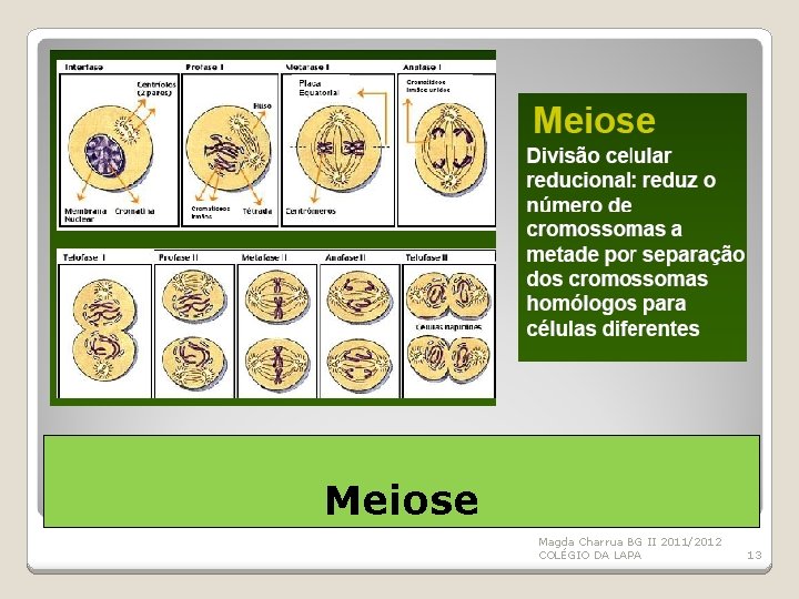 Meiose Magda Charrua BG II 2011/2012 COLÉGIO DA LAPA 13 