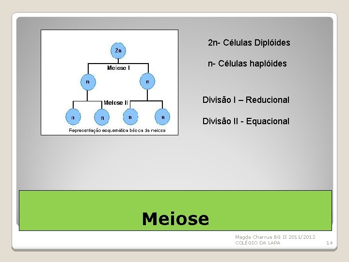 2 n- Células Diplóides n- Células haplóides Divisão I – Reducional Divisão II -