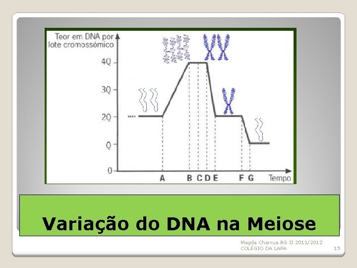 Variação do DNA na Meiose Magda Charrua BG II 2011/2012 COLÉGIO DA LAPA 15