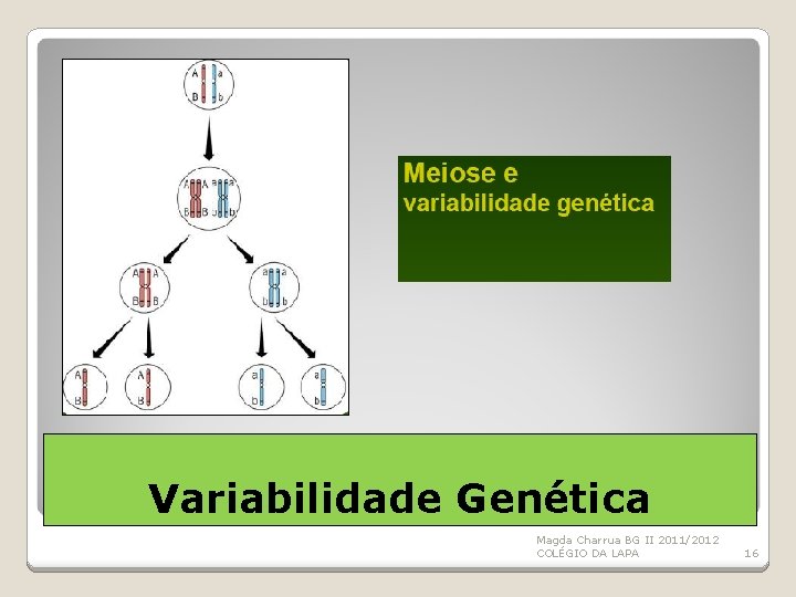 Variabilidade Genética Magda Charrua BG II 2011/2012 COLÉGIO DA LAPA 16 