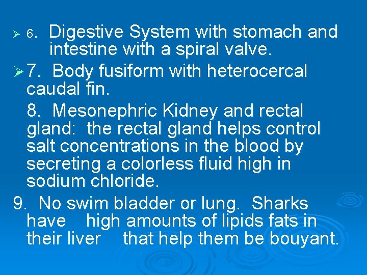 Digestive System with stomach and intestine with a spiral valve. Ø 7. Body fusiform