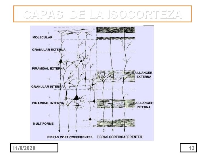 CAPAS DE LA ISOCORTEZA 11/6/2020 12 