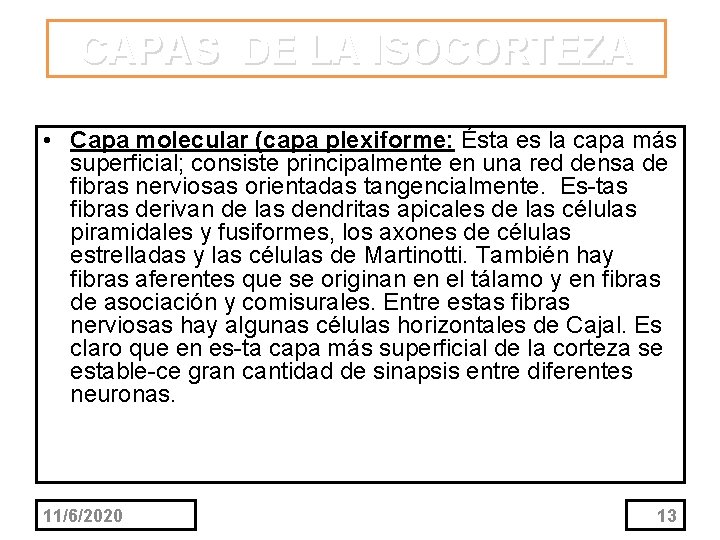 CAPAS DE LA ISOCORTEZA • Capa molecular (capa plexiforme: Ésta es la capa más