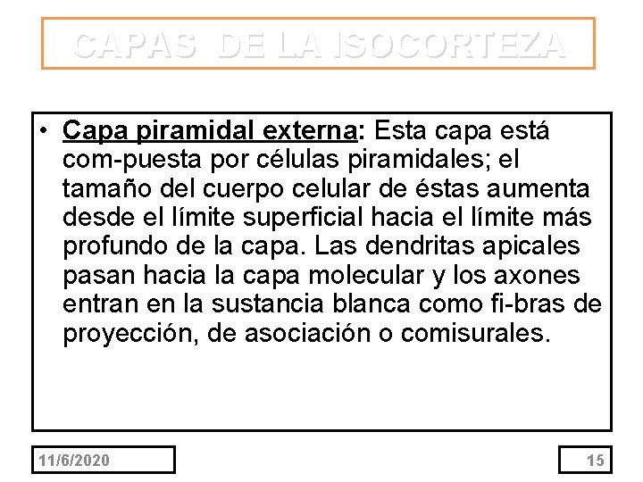 CAPAS DE LA ISOCORTEZA • Capa piramidal externa: Esta capa está com puesta por
