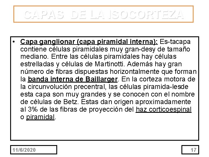 CAPAS DE LA ISOCORTEZA • Capa ganglionar (capa piramidal interna): Es ta capa contiene