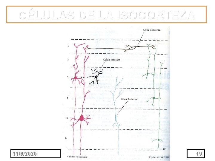 CÉLULAS DE LA ISOCORTEZA 11/6/2020 19 