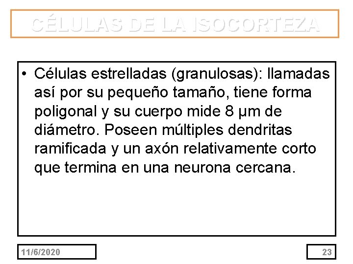 CÉLULAS DE LA ISOCORTEZA • Células estrelladas (granulosas): llamadas así por su pequeño tamaño,