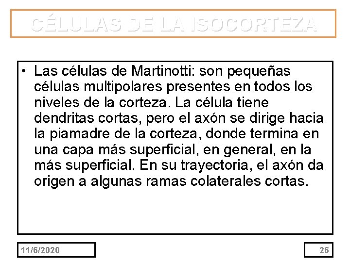 CÉLULAS DE LA ISOCORTEZA • Las células de Martinotti: son pequeñas células multipolares presentes