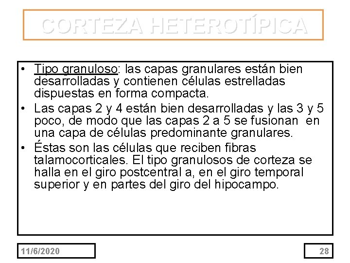 CORTEZA HETEROTÍPICA • Tipo granuloso: las capas granulares están bien desarrolladas y contienen células