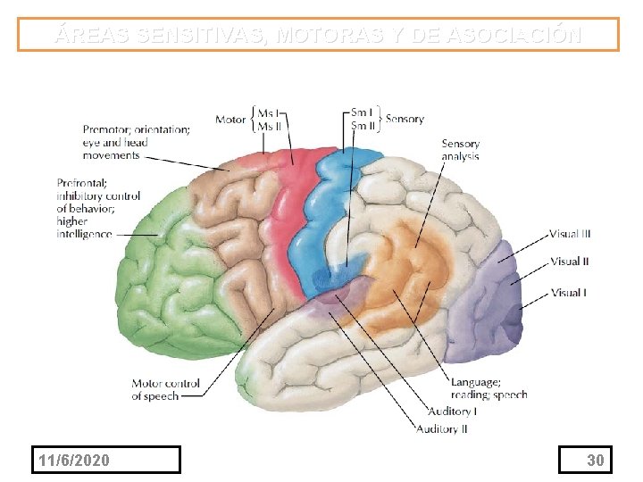 ÁREAS SENSITIVAS, MOTORAS Y DE ASOCIACIÓN 11/6/2020 30 