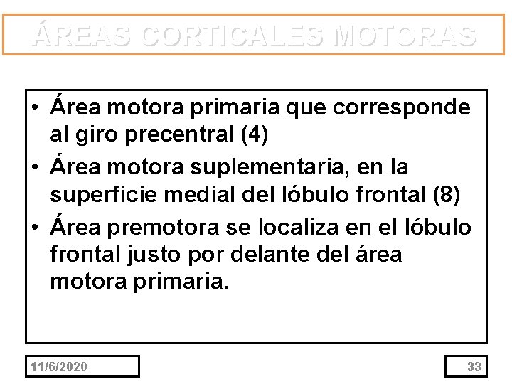 ÁREAS CORTICALES MOTORAS • Área motora primaria que corresponde al giro precentral (4) •