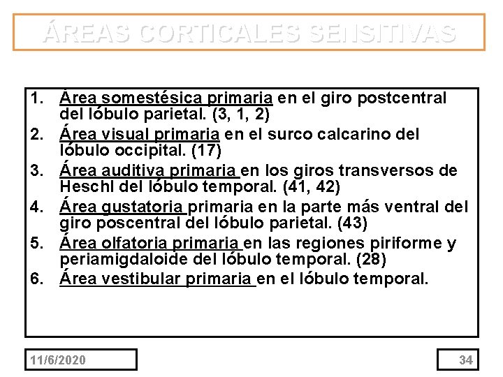 ÁREAS CORTICALES SENSITIVAS 1. Área somestésica primaria en el giro postcentral del lóbulo parietal.