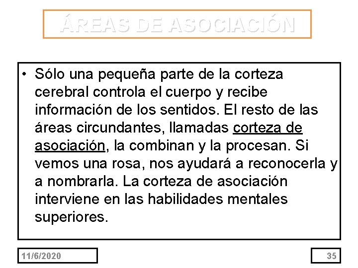 ÁREAS DE ASOCIACIÓN • Sólo una pequeña parte de la corteza cerebral controla el