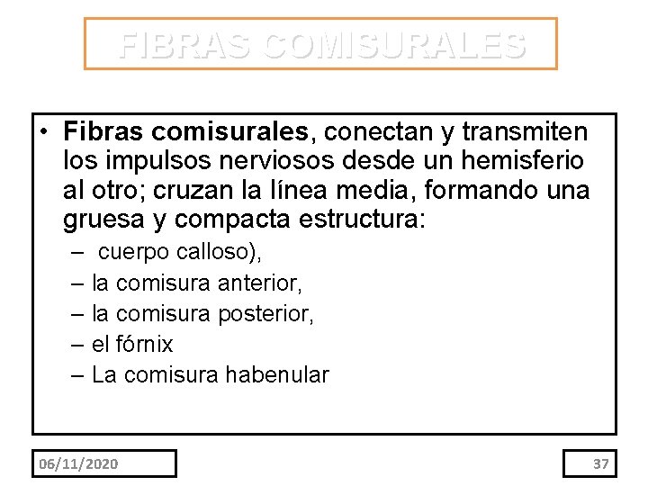 FIBRAS COMISURALES • Fibras comisurales, conectan y transmiten los impulsos nerviosos desde un hemisferio