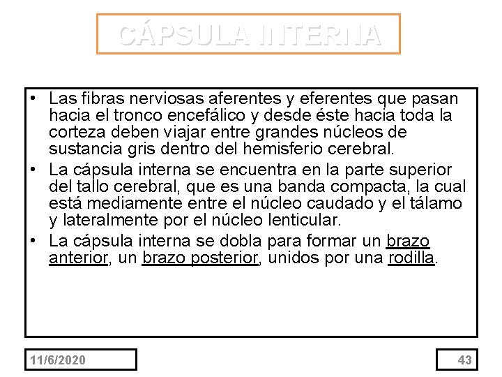 CÁPSULA INTERNA • Las fibras nerviosas aferentes y eferentes que pasan hacia el tronco