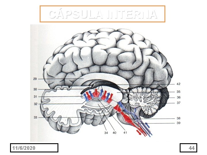 CÁPSULA INTERNA 11/6/2020 44 