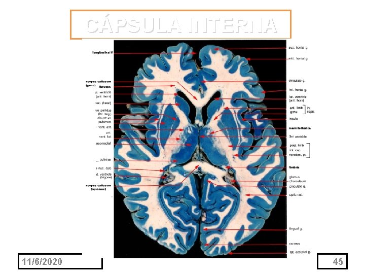 CÁPSULA INTERNA 11/6/2020 45 