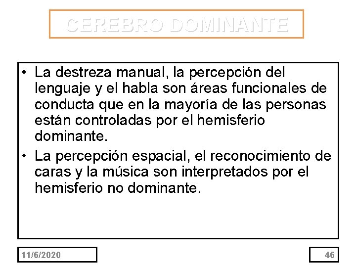 CEREBRO DOMINANTE • La destreza manual, la percepción del lenguaje y el habla son