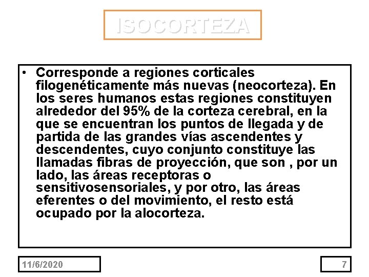 ISOCORTEZA • Corresponde a regiones corticales filogenéticamente más nuevas (neocorteza). En los seres humanos