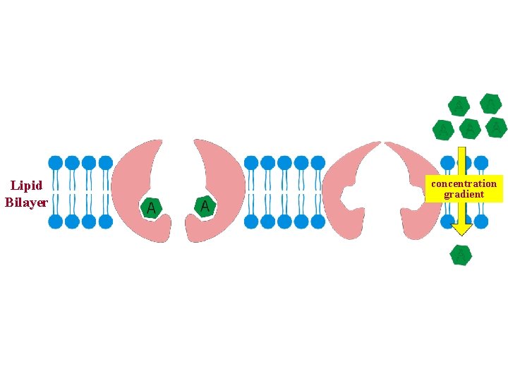 Lipid Bilayer concentration gradient 