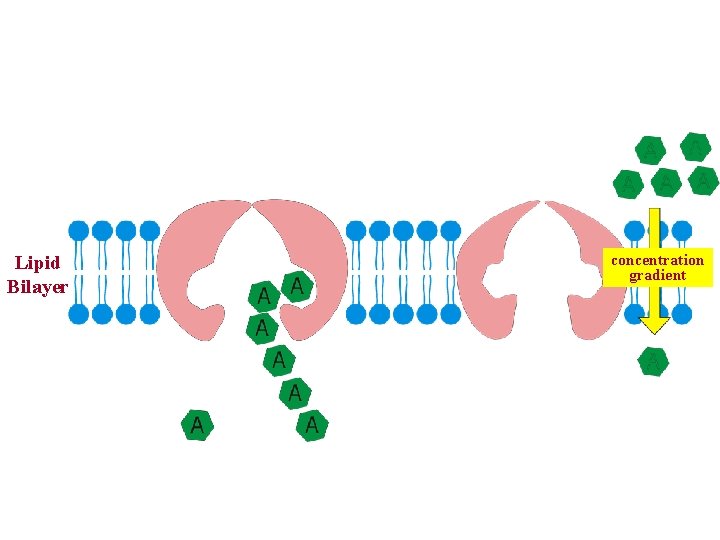 Lipid Bilayer concentration gradient 