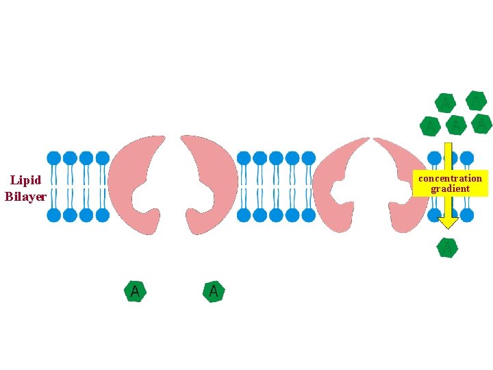 Lipid Bilayer concentration gradient 