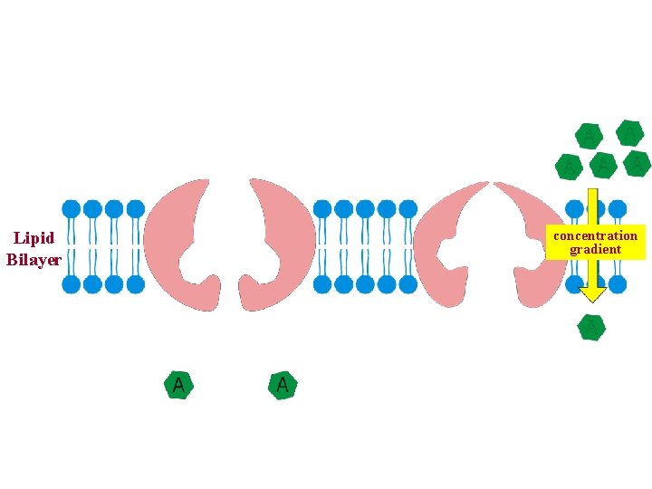 Lipid Bilayer concentration gradient 