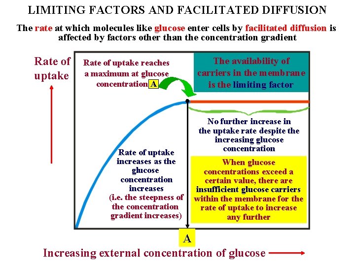 LIMITING FACTORS AND FACILITATED DIFFUSION The rate at which molecules like glucose enter cells