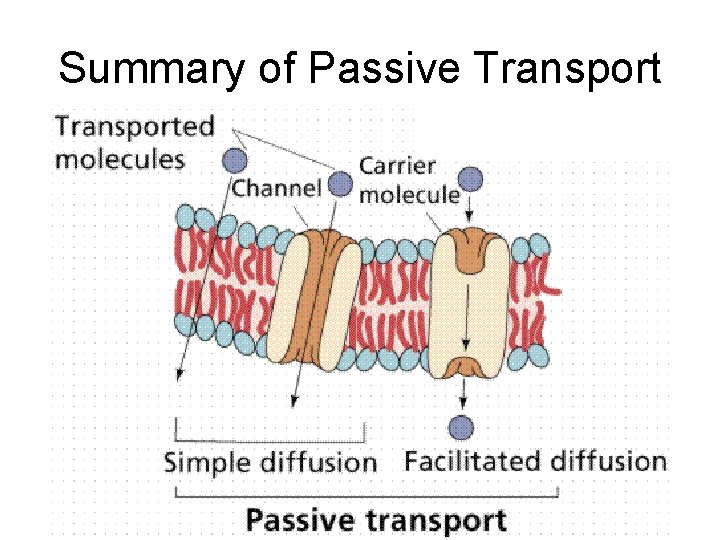 Summary of Passive Transport 